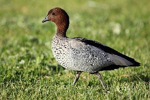 Fotó: Australian wood duck