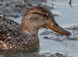 Fotó: Eurasian teal