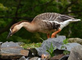 Fotó: Swan goose