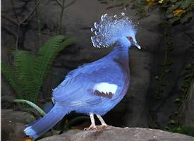 Fotó: Victoria crowned pigeon