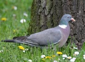 Fotó: Common wood pigeon