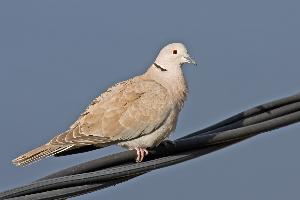 Fotó: Eurasian collared dove