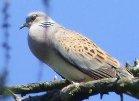 Fotó: European turtle dove