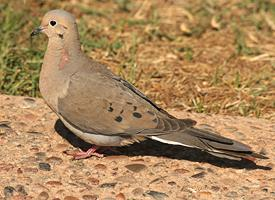 Fotó: Mourning dove