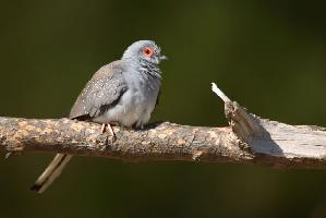 Fotó: Diamond dove