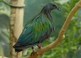 Fotó: Nicobar pigeon