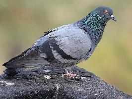 Fotó: Domestic pigeon