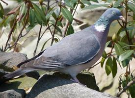 Fotó: Stock dove