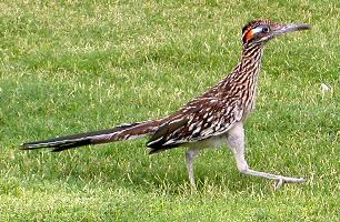 Fotó: Greater roadrunner