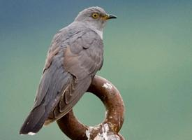 Fotó: Common cuckoo