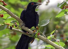 Fotó: Asian koel