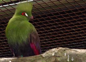 Fotó: Guinea turaco