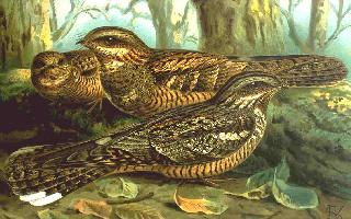 Fotó: European nightjar