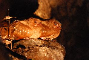 Fotó: Oilbird