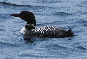 Fotó: Common loon