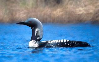 Fotó: Pacific loon