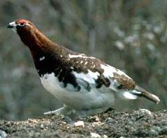 Fotó: Willow ptarmigan