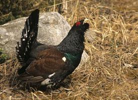 Fotó: Western capercaillie