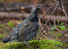 Fotó: Spruce grouse