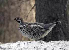 Fotó: Hazel grouse