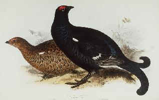 Fotó: Black grouse