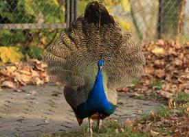 Fotó: Indian peafowl