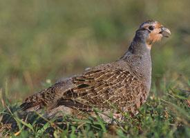 Fotó: Grey partridge