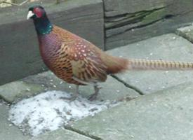 Fotó: Common pheasant