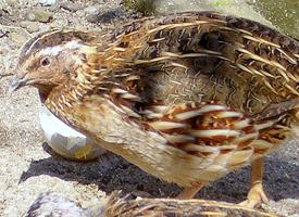 Fotó: Common quail