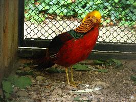 Fotó: Golden pheasant