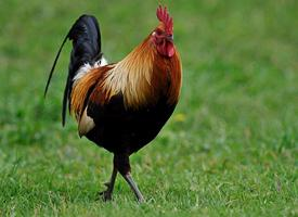 Fotó: Red junglefowl