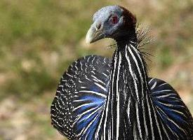 Fotó: Vulturine guineafowl