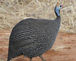 Fotó: Helmeted guineafowl