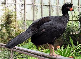 Fotó: Wattled curassow