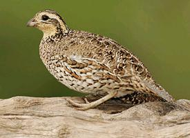 Fotó: Northern bobwhite