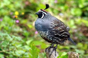 Fotó: California quail