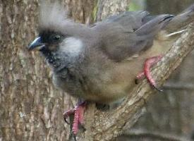 Fotó: Speckled mousebird