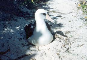 Fotó: Laysan albatross