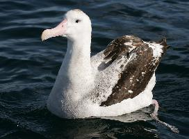 Fotó: Wandering albatross