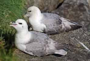 Fotó: Northern fulmar