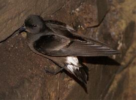 Fotó: European storm petrel