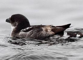 Fotó: Peruvian diving petrel