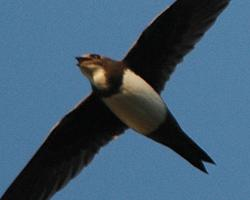 Fotó: Alpine swift