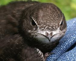 Fotó: Common swift