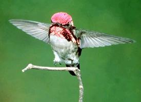 Fotó: Bee hummingbird