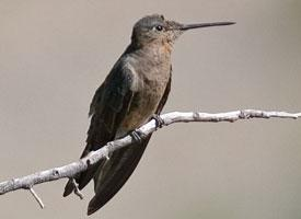 Fotó: Giant hummingbird