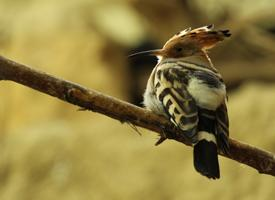 Fotó: Eurasian hoopoe