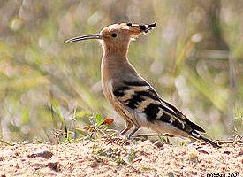 Fotó: Saint helena hoopoe