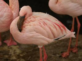 Fotó: Lesser flamingo