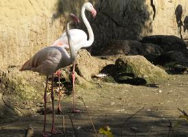 Fotó: Greater flamingo